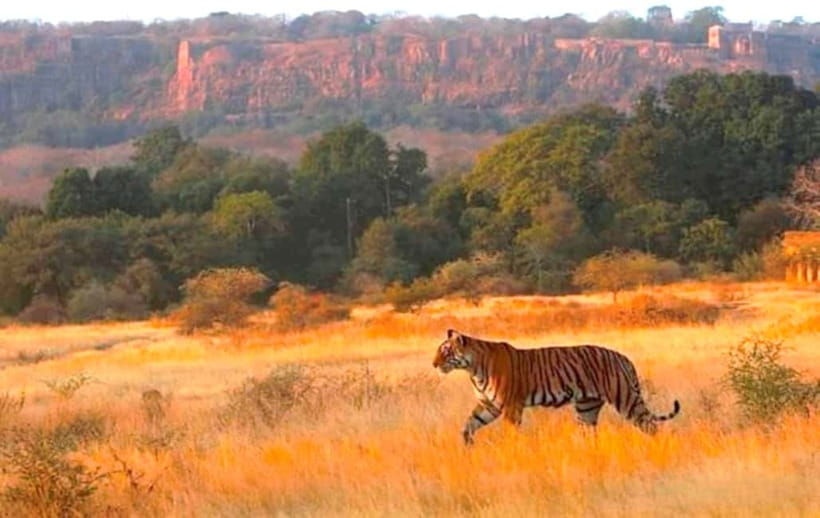Ranthambhore: Ranthambhore Tiger Reserve Booking - Price and value: why $62 can feel fair, or not