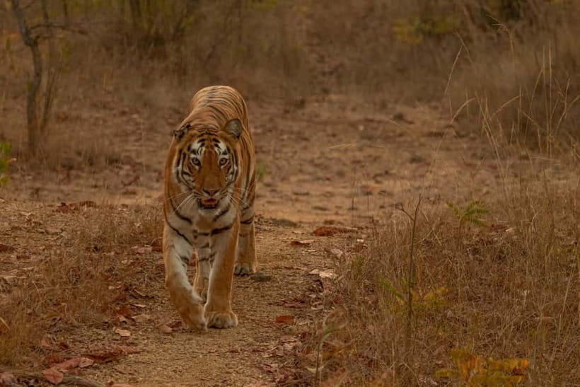 Ranthambhore: Ranthambhore Tiger Reserve Booking - Should you book Ranthambhore Tiger Reserve Booking?