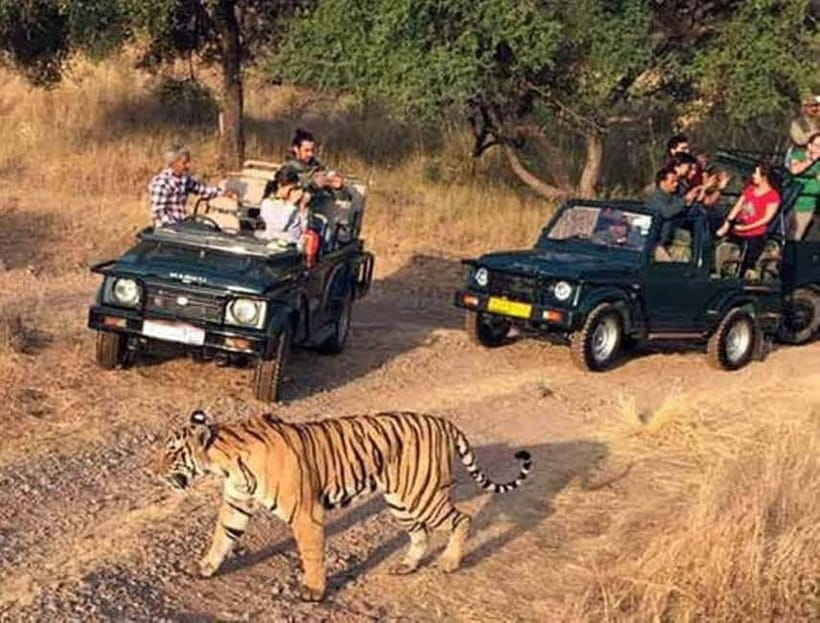 Ranthambore National Park: Jeep Safari from Sawai Madhopur - Where Ranthambore and Sawai Madhopur fit into Rajasthan tiger country