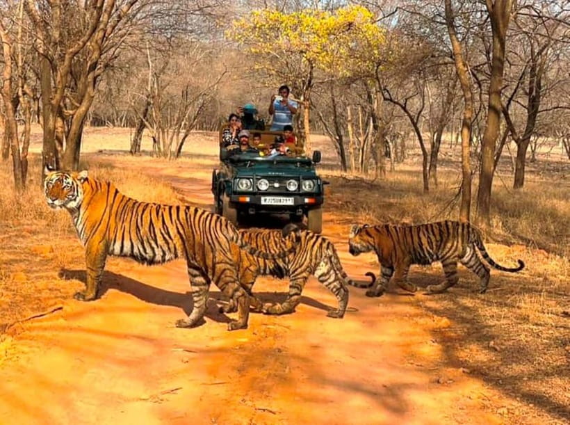 Ranthambore National Park: Jeep Safari from Sawai Madhopur - Getting picked up at Shri Ganpati Dhaba, then heading to the park
