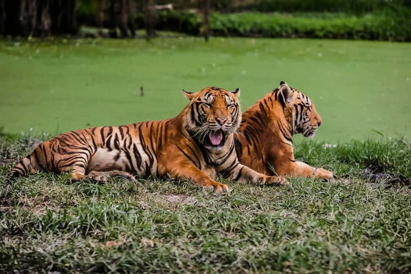 Ranthambore National Park: Jeep Safari from Sawai Madhopur - Ranthambore Fort ruins and the views you get from the road
