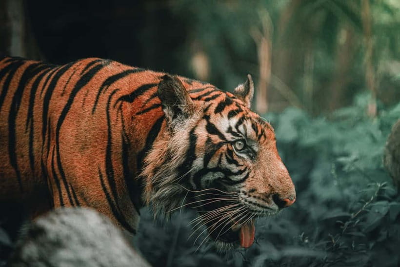 Ranthambore National Park: Jeep Safari from Sawai Madhopur - What to bring and what the park does not allow
