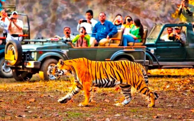 Ranthambore National Park: Jeep Safari from Sawai Madhopur - The guide and driver experience: why professionalism matters