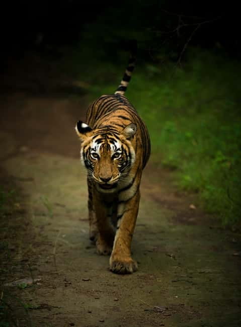 Ranthambore National Park: Safari Ticket with Pickup Option - Key safari takeaways before you book