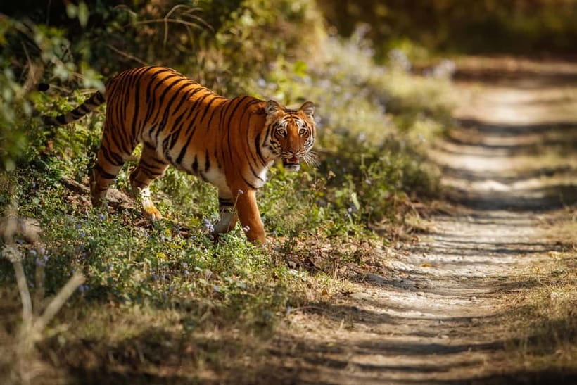 Ranthambore National Park: Safari Ticket with Pickup Option - Ranthambore Canter Safari Basics: What a shared canter really gives you