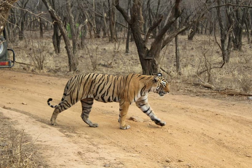 Ranthambore National Park: Safari Ticket with Pickup Option - Your 3.5 hours in Ranthambore: what the rhythm feels like