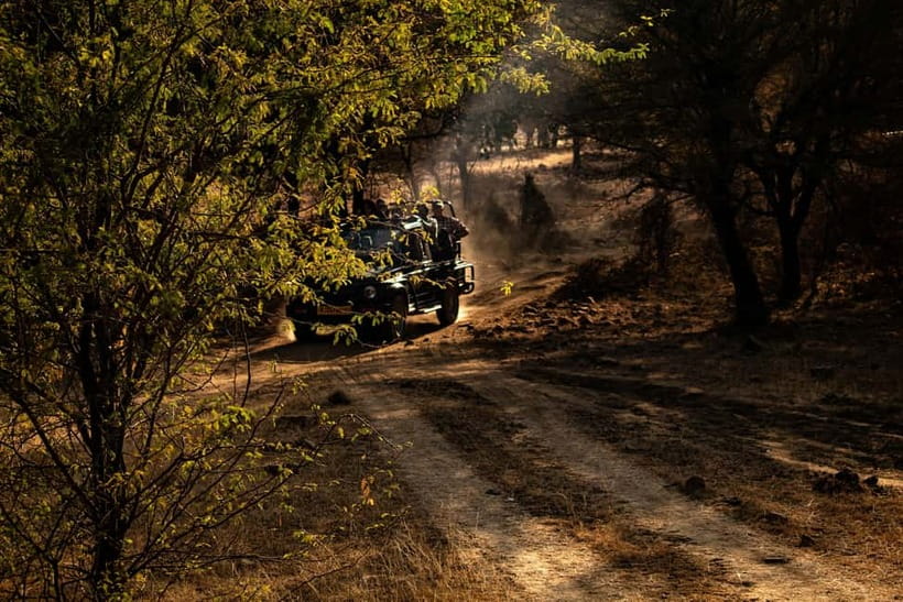 Ranthambore National Park: Safari Ticket with Pickup Option - Wildlife viewing strategy: how the naturalist guide helps you see more