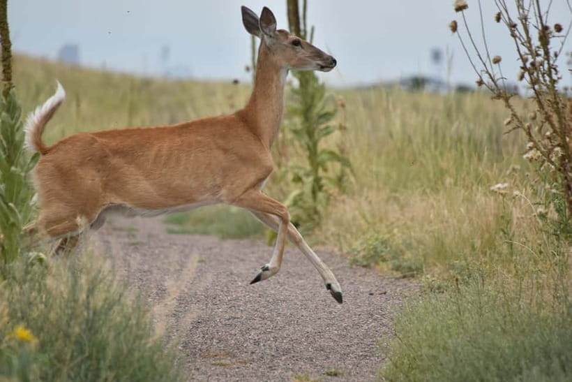 Ranthambore National Park: Safari Ticket with Pickup Option - Rules and reality checks: the stuff that affects your day