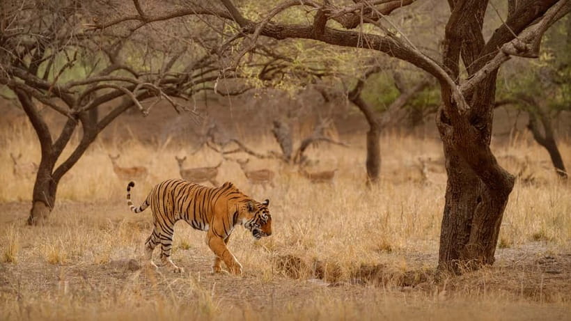 Ranthambore National Park: Safari Ticket with Pickup Option - Pickup plan and timing: how to avoid a day that feels rushed