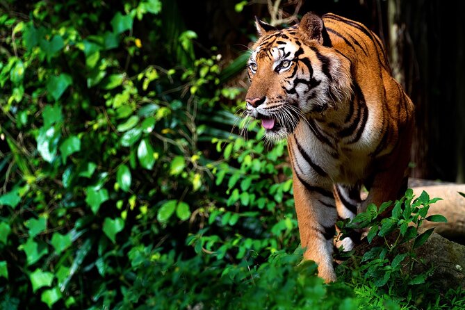 Ranthambore Safari Admission tickets : Choose your Option - Zones, vehicle position, and the tiger-luck math