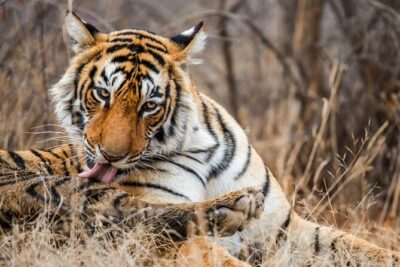 Ranthambore Safari Admission tickets : Choose your Option