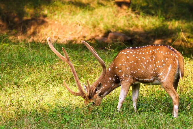 Ranthambore Safari Admission tickets : Choose your Option - Your guide in Ranthambore: what makes spotting feel easier