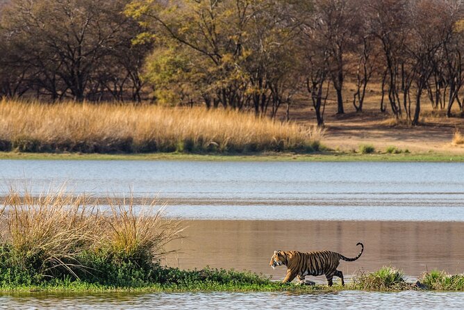 Ranthambore Safari Admission tickets : Choose your Option - Pickup, mobile tickets, and the “be ready early” lesson