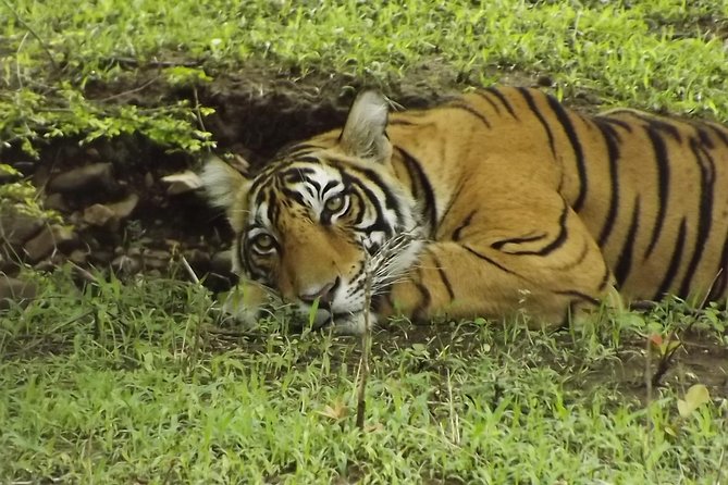 Ranthambore Tiger Safari Day trip from Jaipur - All Inclusive - The Safari at 1:30 PM, How the Open Canter or Gypsy Ride Works