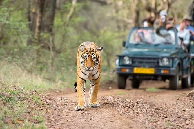 Ranthambore Tiger Safari Day trip from Jaipur - All Inclusive - Lunch at 12:30, and How to Handle Food Timing
