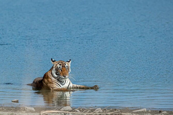 Ranthambore Tiger Safari from Jaipur – 1 or 2 Days - Key things I’d plan around before you go