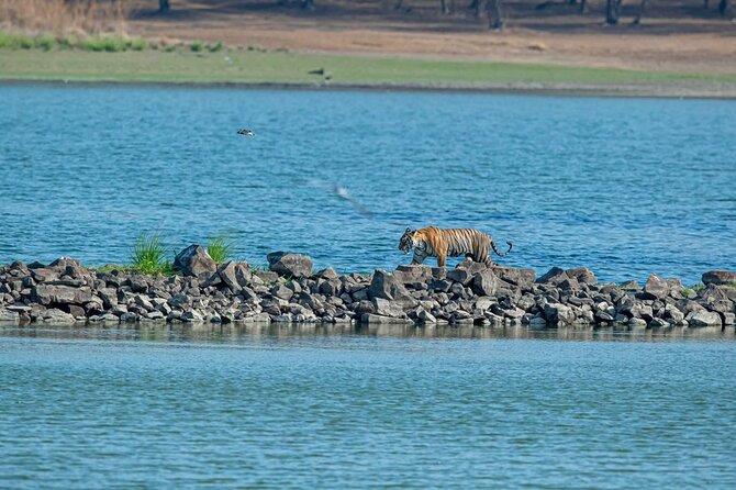 Ranthambore Tiger Safari from Jaipur – 1 or 2 Days - Jaipur to Ranthambore: the drive is part of the safari day