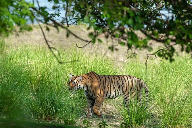 Ranthambore Tiger Safari from Jaipur – 1 or 2 Days - The Rajiv Gandhi Regional Museum stop: a smart 30-minute reset