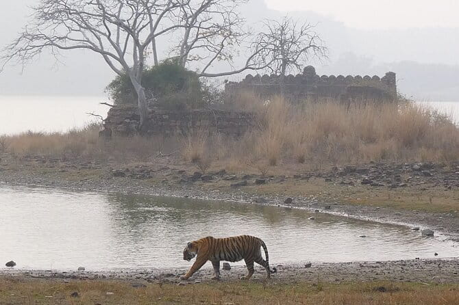Ranthambore Tiger Safari Private Same Day Trip from Jaipur - Ranthambore in One Day From Jaipur: Timing, Distance, and Realistic Expectations