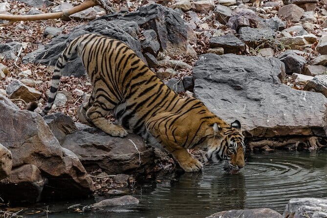 Ranthambore Tiger Safari Private Same Day Trip from Jaipur - Tiger Safari 3.5 Hours: Shared Gypsy or Canter and Permit What It Means