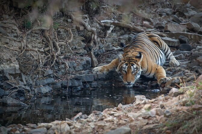 Ranthambore Tiger Safari Private Same Day Trip from Jaipur - Where You Meet the Representative and Handle the Pre Safari Gap