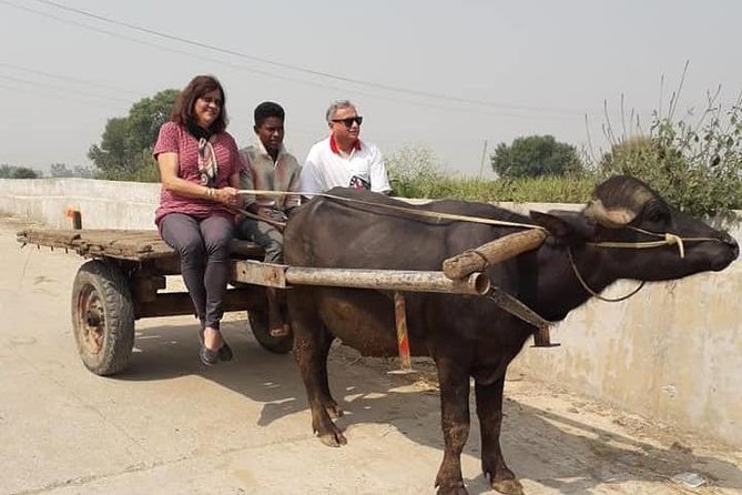 Real Village Tour Amritsar - Milking, tractor rides, and bullock cart fun