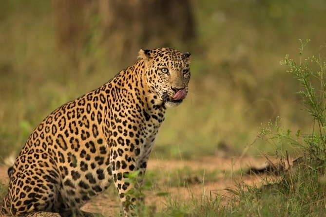 Safari In Jhalana Leopard Conservation Reserve, Jaipur - Key Highlights Worth Your Time