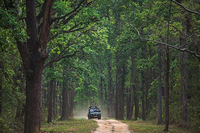 Safari In Jhalana Leopard Conservation Reserve, Jaipur - The 2.5-Hour Plan: When You Go and What Happens on the Ride