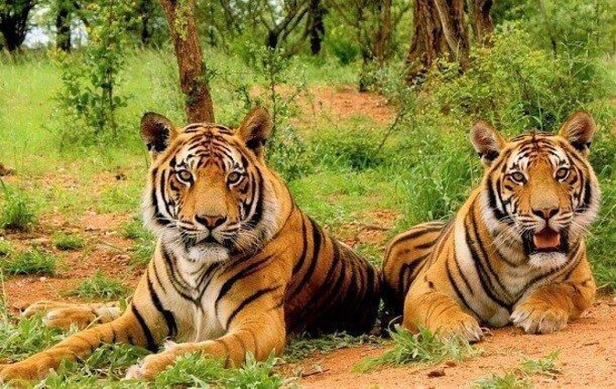 Sariska Tiger Reserve Assistance for Gypsy Private Safari Tickets - Key things to know before you go