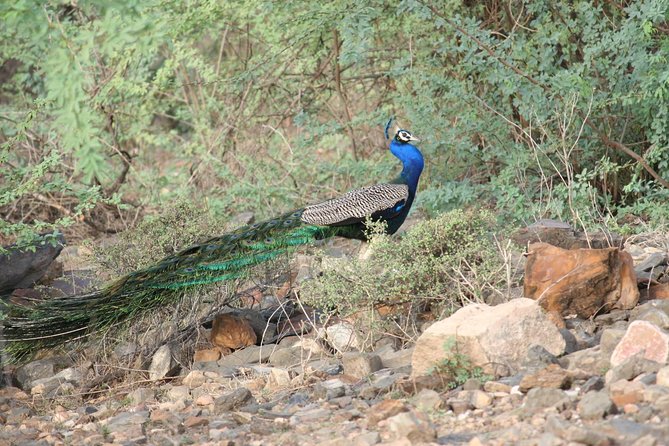 Sariska Tiger Reserve Assistance for Gypsy Private Safari Tickets - Why a private jeep in Sariska is worth your time