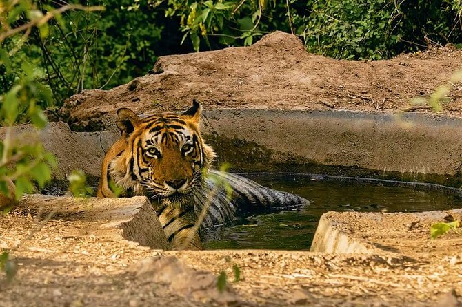 Sariska Tiger Reserve Assistance for Gypsy Private Safari Tickets - Getting set up smoothly before the reserve