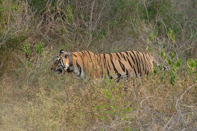 Sariska Tiger Reserve Assistance for Gypsy Private Safari Tickets - Who this safari fits best