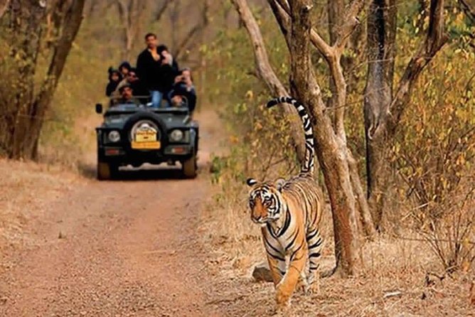 Sariska Tiger Reserve Safari tour from Jaipur - Sariska from Jaipur: what your day is really like