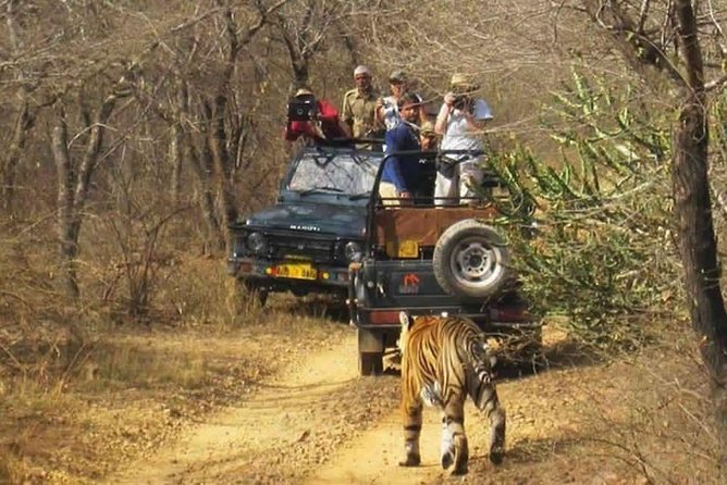 Sariska Tiger Reserve Safari tour from Jaipur - How to make the most of your 3 hours inside the reserve