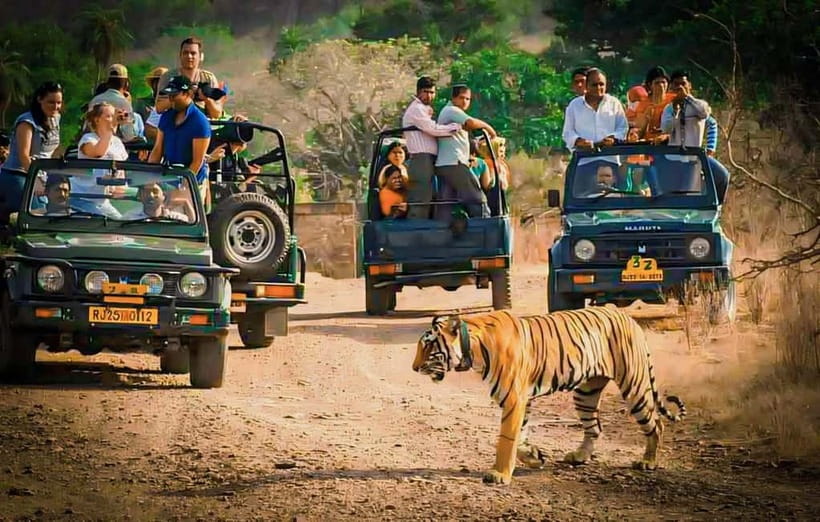 Sawai Madhopur: Ranthambore National Park Guided Jeep Safari - Quick, practical highlights before your Ranthambore safari