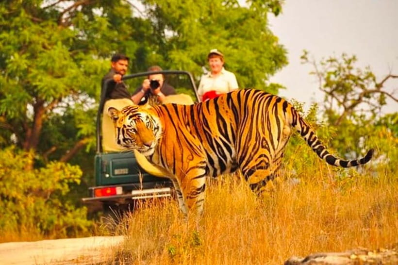 Sawai Madhopur: Ranthambore National Park Guided Jeep Safari - Ranthambore Jeep Safari in Sawai Madhopur: What you’re really paying for