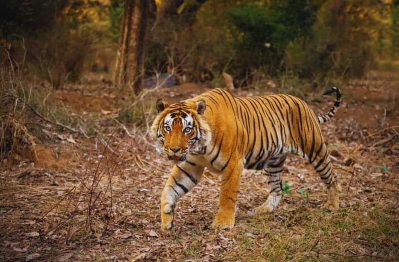 Sawai Madhopur: Ranthambore National Park Guided Jeep Safari - The guide’s role: time at stops, not rushed scanning