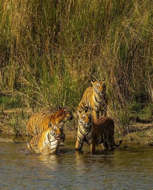 Sawai Madhopur: Ranthambore National Park Guided Jeep Safari - Park zones and your odds: ask about Zone 1, 2, or 5