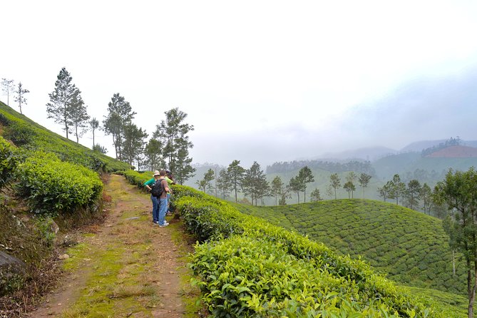 Scenic Kerala : Hills, Wildlife, Backwaters & Beach Bliss- 7 Days - Key highlights to look forward to