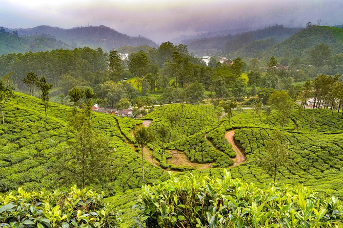 Scenic Kerala : Hills, Wildlife, Backwaters & Beach Bliss- 7 Days - Munnar in one full day: Kundala, Mattupetty, Rose Gardens, and the tea museum