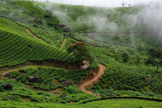 Serene Munnar Retreat: Private Tour from Kochi to the Munnar Hill - Rose Gardens: Where the Day Slows Down for 30 Minutes