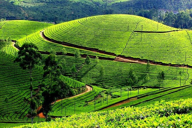 Serene Munnar Retreat: Private Tour from Kochi to the Munnar Hill - Cheeyappara Waterfalls Stop: Seven Steps for a Quick Reset