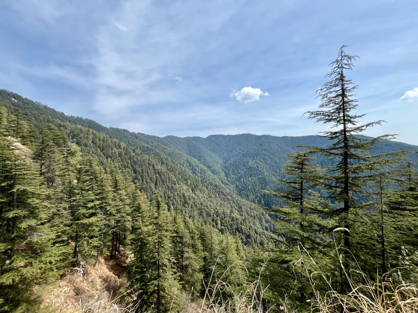 Shimla: Wildlife Sanctuary & Water Catchment Guided Tour - Second forest round: trails, streams, and quiet chances to spot animals