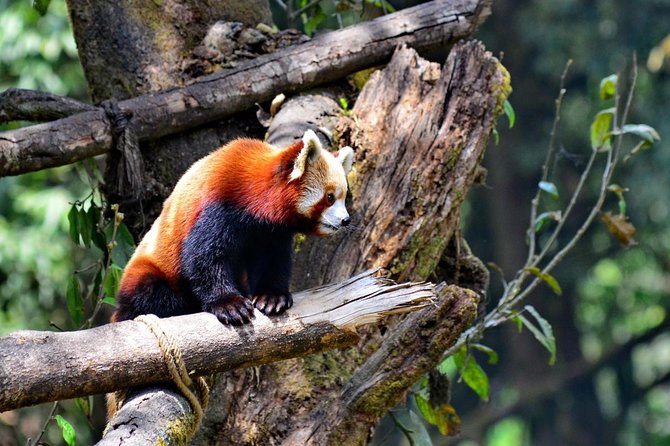 Sikkim Darjeeling - North East India 7 Nights 8 Days Tour - Key highlights worth circling