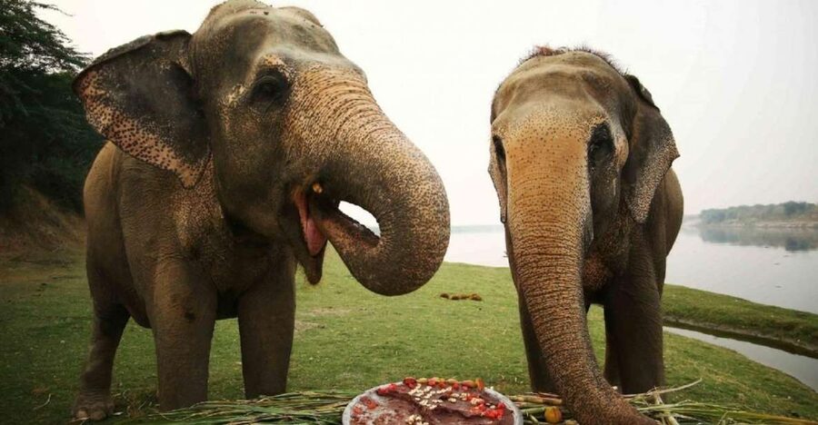 Taj Mahal Tour with Optional Wildlife Rescue Center Visit - Timing tips and how to avoid the common mistakes