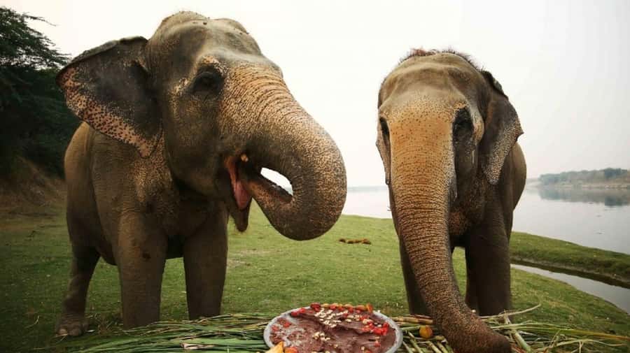 Taj Mahal Tour with Optional Wildlife Rescue Center Visit - A guided Taj Mahal visit with real photo stops and clear explanations