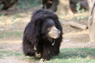 Taj Mahal Tour with Optional Wildlife Rescue Center Visit