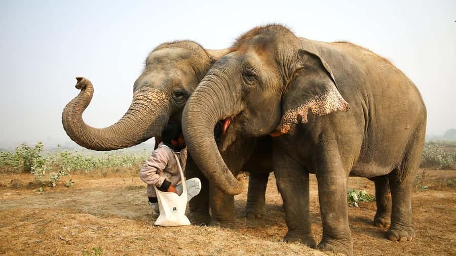 Taj Mahal Tour with Optional Wildlife Rescue Center Visit - Wildlife SOS animal rescue centers, choose your heart option