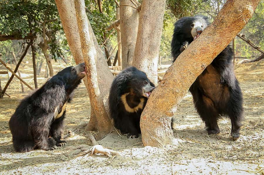 Taj Mahal Tour with Optional Wildlife Rescue Center Visit - Guides, reliability, and the difference between a good day and a messy one
