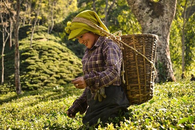 Tea Pluckers' Day - Key highlights you will actually feel